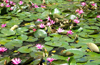 Mangalore: Lured by lotus, man dies after getting stuck in pond